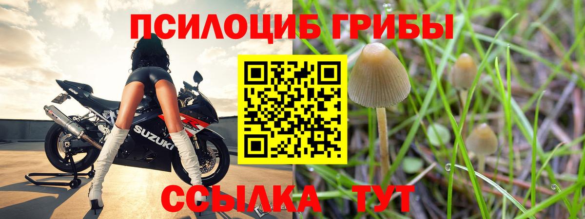Псилоцибиновые грибы прущие грибы  Псилоцибиновые грибы Psilocybe  Вятские Поляны 